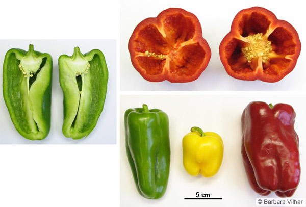 معرفی و راهنمای پرورش سبزی جات برگی - فلفل دلمه